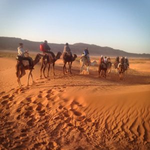 Camel tour in the Western Sahara